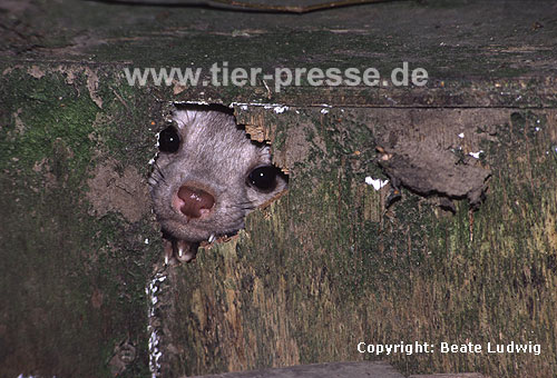 Steinmarder-R�de mit heller Fellf�rbung / Beech marten (male) with whitish fur