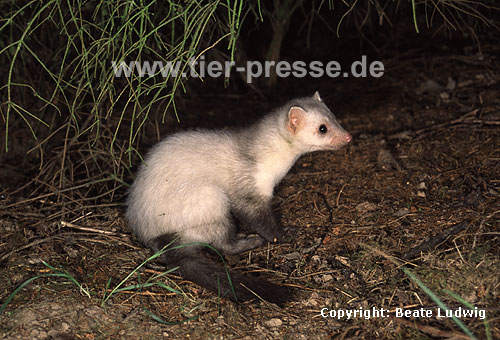 Steinmarder-R�de mit heller Fellf�rbung / Beech marten (male) with whitish fur
