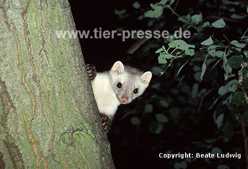 Steinmarder-Rde mit heller Fellfrbung / Beech marten (male) with whitish fur