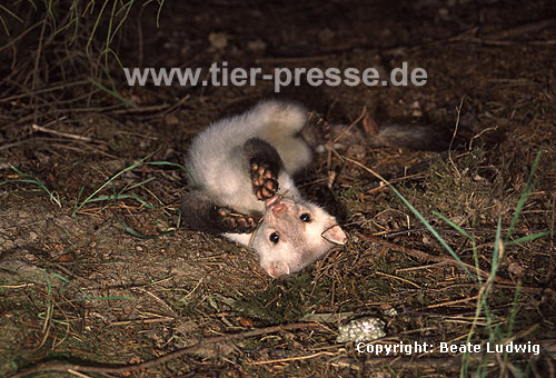 Steinmarder-R�de mit heller Fellf�rbung beim Spielen / Beech marten (male) with whitish fur showing play behaviour