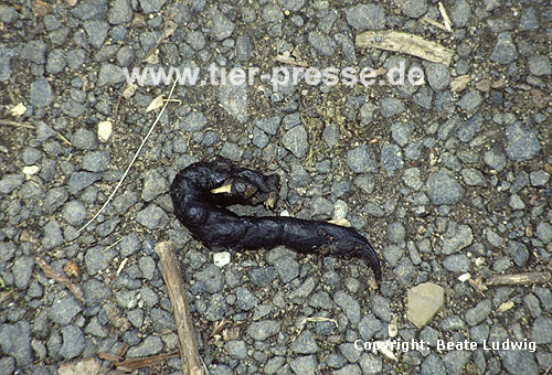 Steinmarder-Kot / Beech marten, faeces