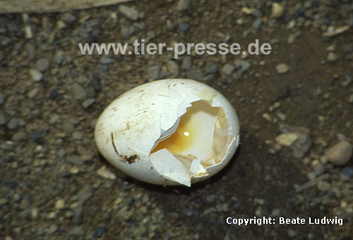 Von einem Steinmarder gefressenes Hhner-Ei / Hens egg, eaten by a Beech marten