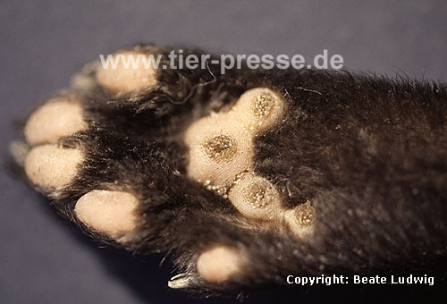 Steinmarder Hinterfu� / Hind foot of a Beech marten