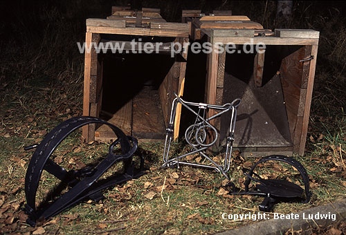 Fallen, hinten Kastenfallen aus Holz, vorn links Abzugseisen, Mitte Conibear-Falle, rechts Tellereisen / Traps, background live traps