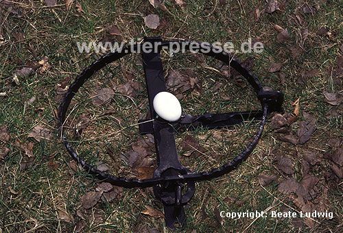 Falle mit Kder-Ei / Trap with bait (egg)