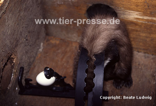 In Abzugseisen get�teter Steinmarder / Beech marten killed by a trap