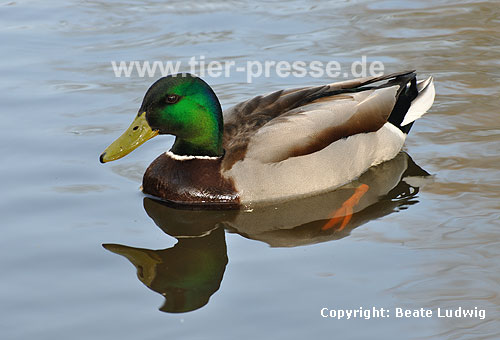 Stockente, Erpel / Northern mallard, drake / Anas platyrhynchos