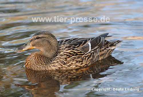 Stockente, Weibchen / Northern mallard, female / Anas platyrhynchos