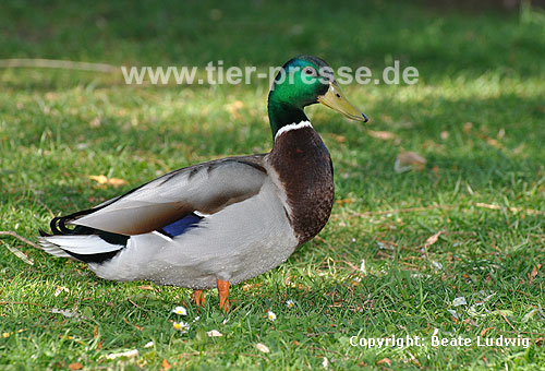 Stockente, Erpel / Northern mallard, drake / Anas platyrhynchos