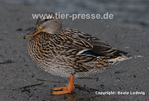 Stockente, Weibchen / Northern mallard, female / Anas platyrhynchos