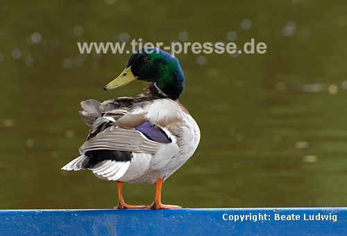 Stockente, Erpel auf Boot / Northern mallard, drake on a boat / Anas platyrhynchos