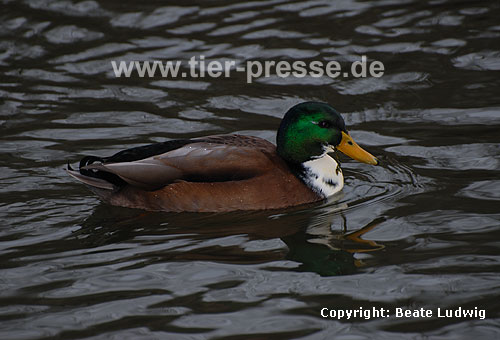 Stockente, Erpel, Farbvariante / Northern mallard, drake / Anas platyrhynchos