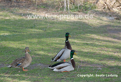 Stockenten, sichernd / Northern mallards, vigilance behaviour / Anas platyrhynchos