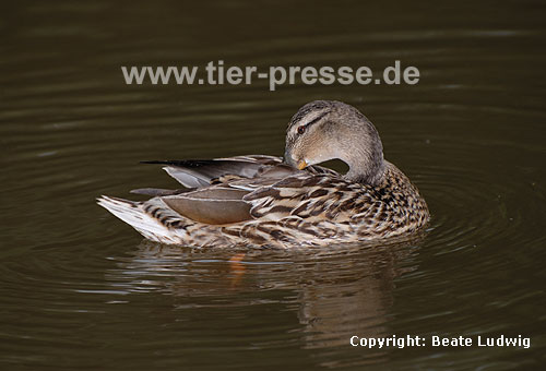 Stockente, Putzverhalten / Northern mallard, cleaning-behaviour / Anas platyrhynchos