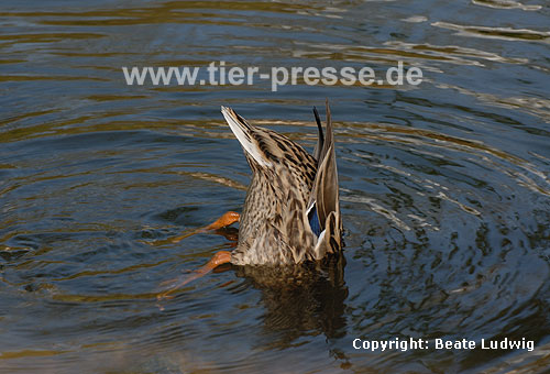 Stockente grndelt / Northern mallard, searching food / Anas platyrhynchos