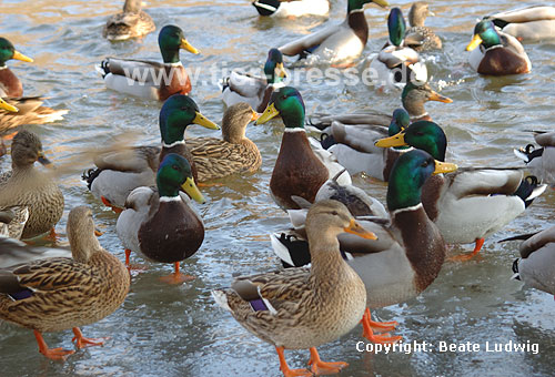 Stockenten-Gruppe im Winter / Northern mallard, group, winter / Anas platyrhynchos