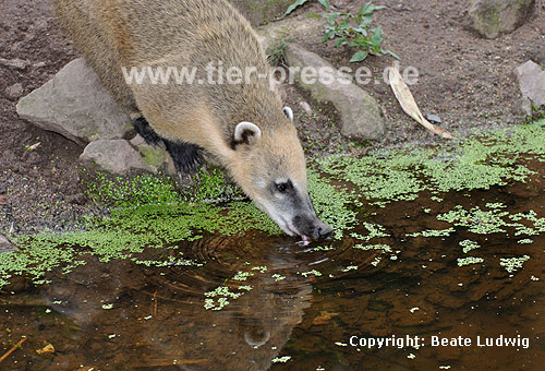 Südamerikanischer Nasenbär / Ring-tailed coati, Red coati / Nasua nasua