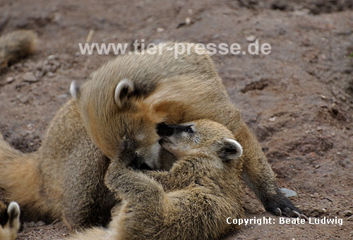Südamerikanischer Nasenbär / Ring-tailed coati, Red coati / Nasua nasua