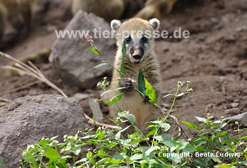 Südamerikanischer Nasenbär / Ring-tailed coati, Red coati / Nasua nasua