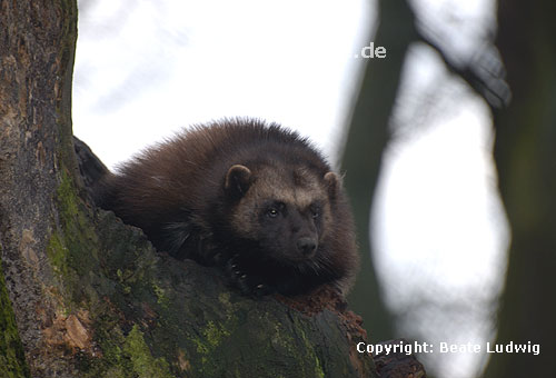 Vielfa, Jrv (Gulo gulo) / Wolverine (Gulo gulo)