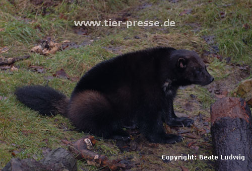 Vielfa, Jrv (Gulo gulo) / Wolverine (Gulo gulo)