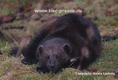 Vielfa, Jrv (Gulo gulo) / Wolverine (Gulo gulo)