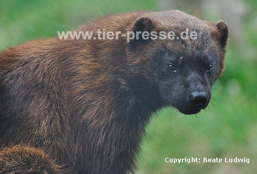 Vielfa, Jrv (Gulo gulo) / Wolverine (Gulo gulo)