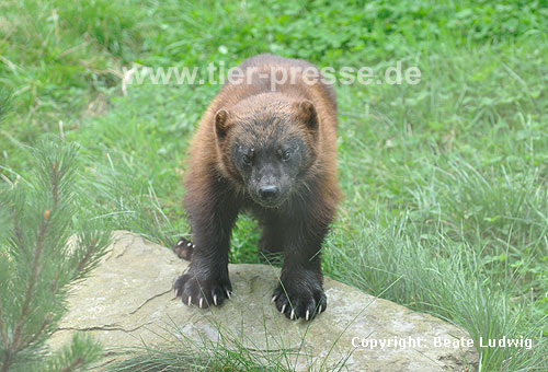 Vielfa, Jrv (Gulo gulo) / Wolverine (Gulo gulo)