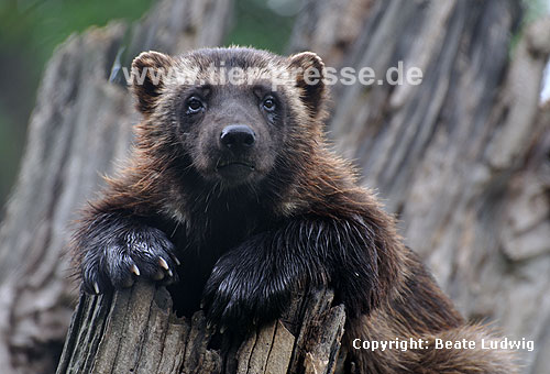 Vielfa (Gulo gulo) / Wolverine (Gulo gulo)