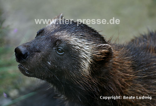 Vielfa (Gulo gulo) / Wolverine (Gulo gulo)