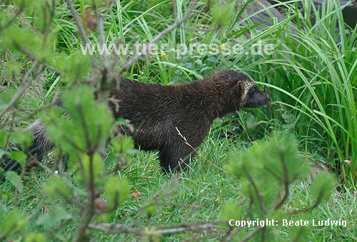 Vielfa Fhe (Gulo gulo) / Wolverine female (Gulo gulo)
