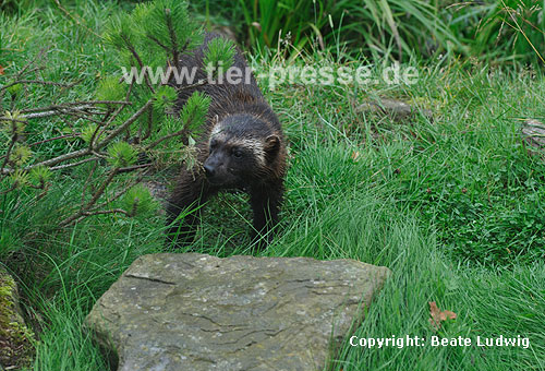 Vielfa Fhe (Gulo gulo) / Wolverine female (Gulo gulo)
