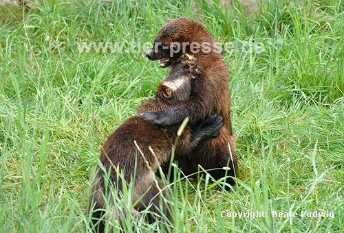 Vielfae beim Kampf-Spiel (Gulo gulo) / Wolverines, social play (Gulo gulo)