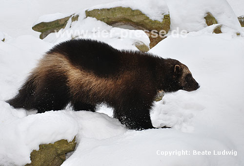 Vielfa im Winter (Gulo gulo) / Wolverine in winter (Gulo gulo)