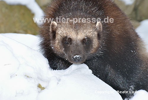 Vielfa im Winter (Gulo gulo) / Wolverine in winter (Gulo gulo)