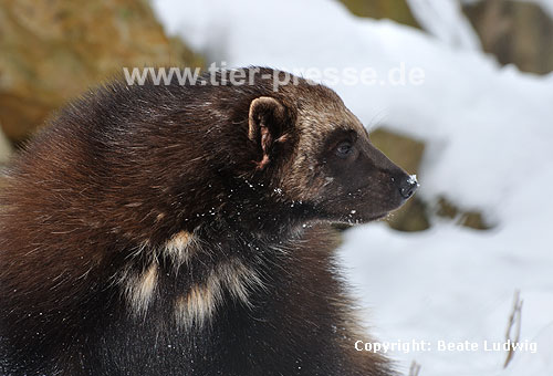 Vielfa im Winter (Gulo gulo) / Wolverine in winter (Gulo gulo)
