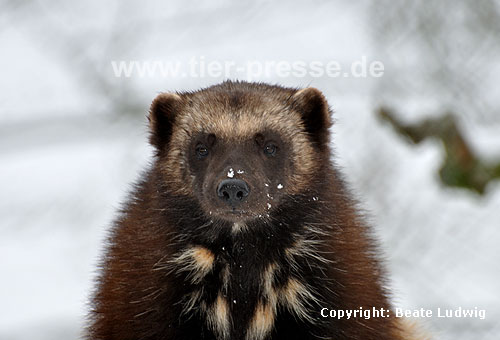Vielfa im Winter (Gulo gulo) / Wolverine in winter (Gulo gulo)