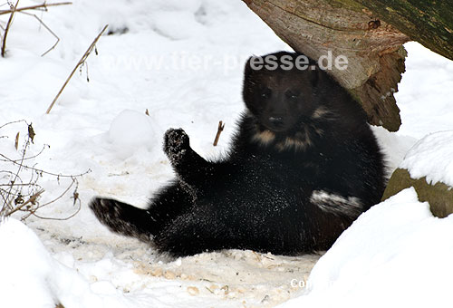Vielfa im Winter (Gulo gulo) / Wolverine in winter (Gulo gulo)