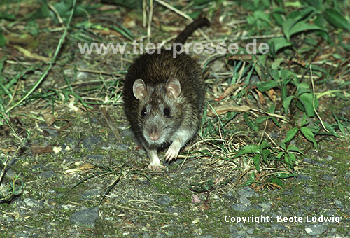 Wanderratte / Brown rat