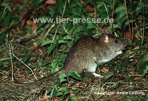 Wanderratte / Brown rat