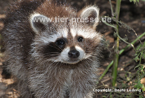 Waschbär / Racoon / Procyon lotor