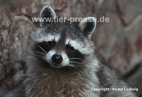 Waschbär / Racoon / Procyon lotor