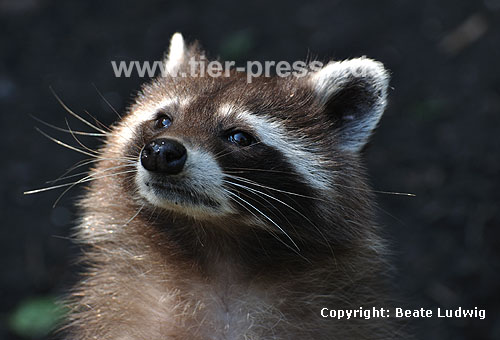 Waschbär / Racoon / Procyon lotor