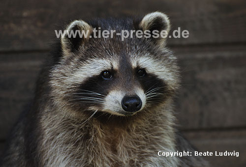 Waschbär / Racoon / Procyon lotor