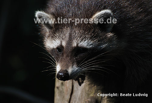 Waschbär / Racoon / Procyon lotor