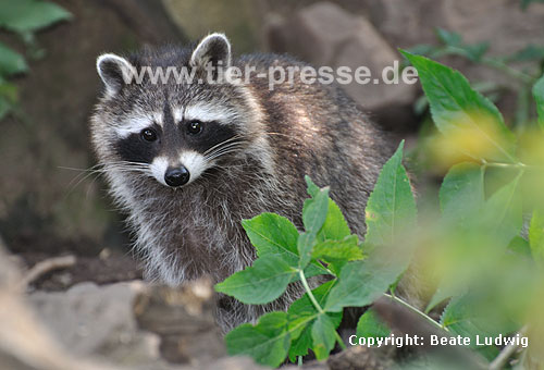 Waschbär / Racoon / Procyon lotor
