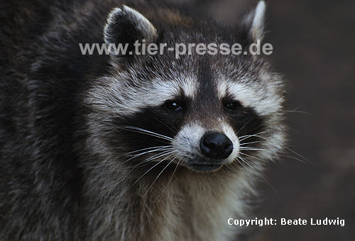 Waschbär / Racoon / Procyon lotor