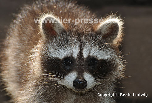Waschbär / Racoon / Procyon lotor