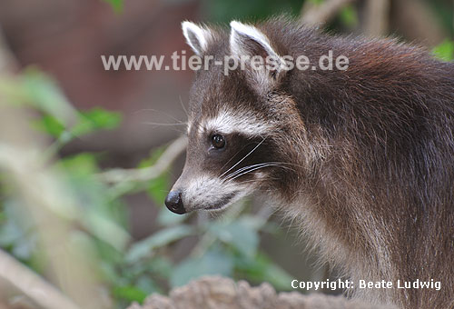 Waschbär / Racoon / Procyon lotor