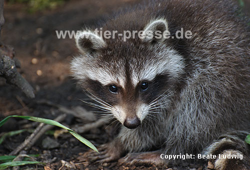 Waschbär / Racoon / Procyon lotor